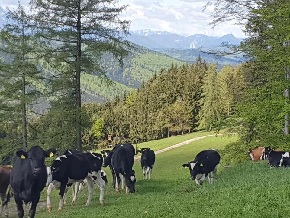 Holzhaus "Zum Schwarz'N" Appartement Aurach am Hongar Buitenkant foto